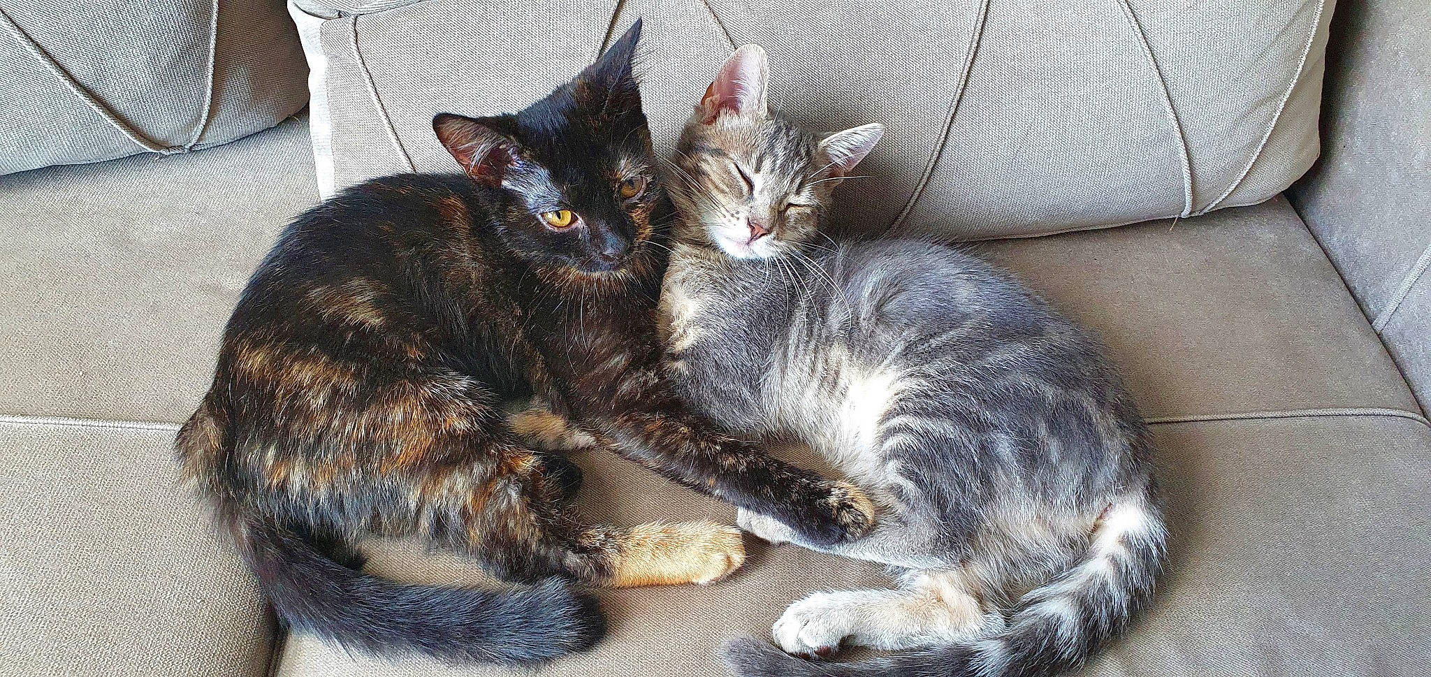Rondoudou Et Luna a rejoint le concours — aidez-le/la à gagner de superbes lots ! american_wirehair, asian, carnivore, cat, domestic_short_haired_cat, dragon_li, european_shorthair, felidae, german_rex, kitten, mammal, nap, oriental_longhair, small_to_medium_sized_cats, tabby_cat, vertebrate, whiskers