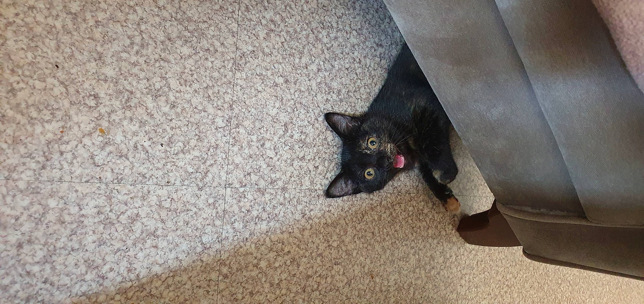 Rondoudou Et Luna participe au concours pour gagner de l'argent avec cette photo : black_cat, burmese, carnivore, cat, domestic_short_haired_cat, felidae, floor, havana_brown, kitten, korat, mammal, small_to_medium_sized_cats, snout, whiskers