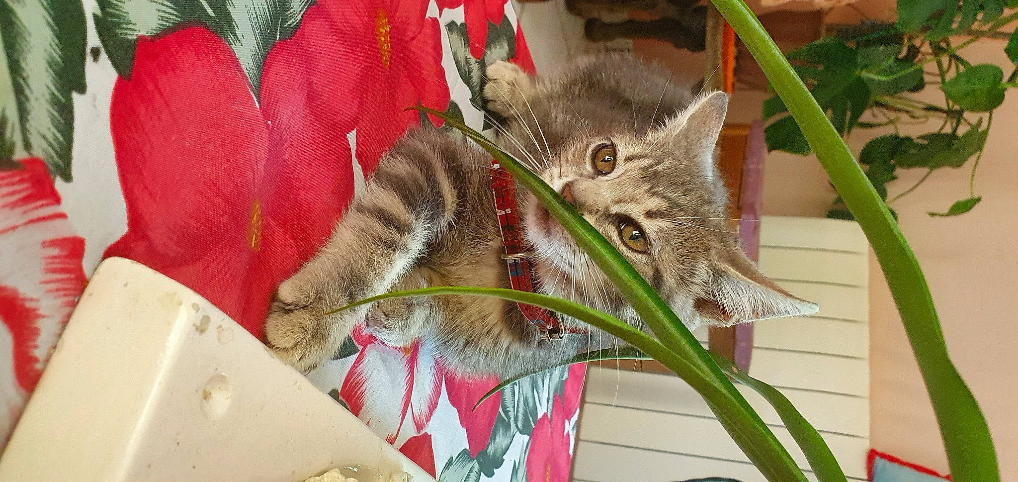 Rondoudou Et Luna participe au concours pour gagner de l'argent avec cette photo : american_shorthair, asian, carnivore, cat, domestic_short_haired_cat, dragon_li, european_shorthair, felidae, flower, kitten, mammal, organism, pixie_bob, plant, small_to_medium_sized_cats, tabby_cat, whiskers