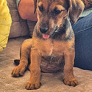 Aïka a rejoint le concours — aidez-le/la à gagner de superbes lots ! puppy, dog, cute, tongue_out, sitting, blanket, tattoo, person, arm, jeans, cozy, indoor, fur, pet, brown, black, young, canine, animal, companion