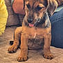 puppy, dog, cute, tongue_out, sitting, blanket, tattoo, person, arm, jeans, cozy, indoor, fur, pet, brown, black, young, canine, animal, companion