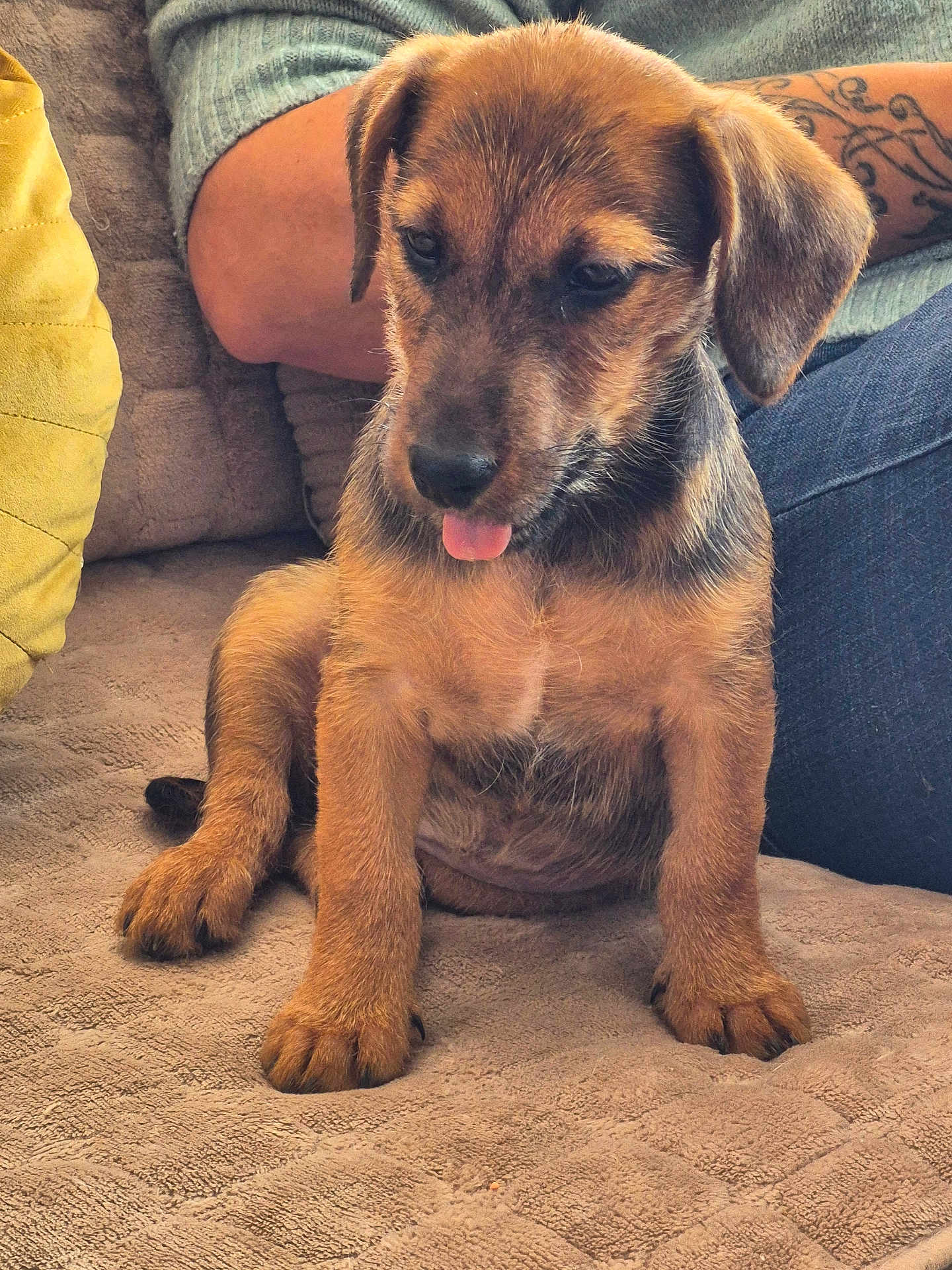 Aïka a rejoint le concours — aidez-le/la à gagner de superbes lots ! puppy, dog, cute, tongue_out, sitting, blanket, tattoo, person, arm, jeans, cozy, indoor, fur, pet, brown, black, young, canine, animal, companion