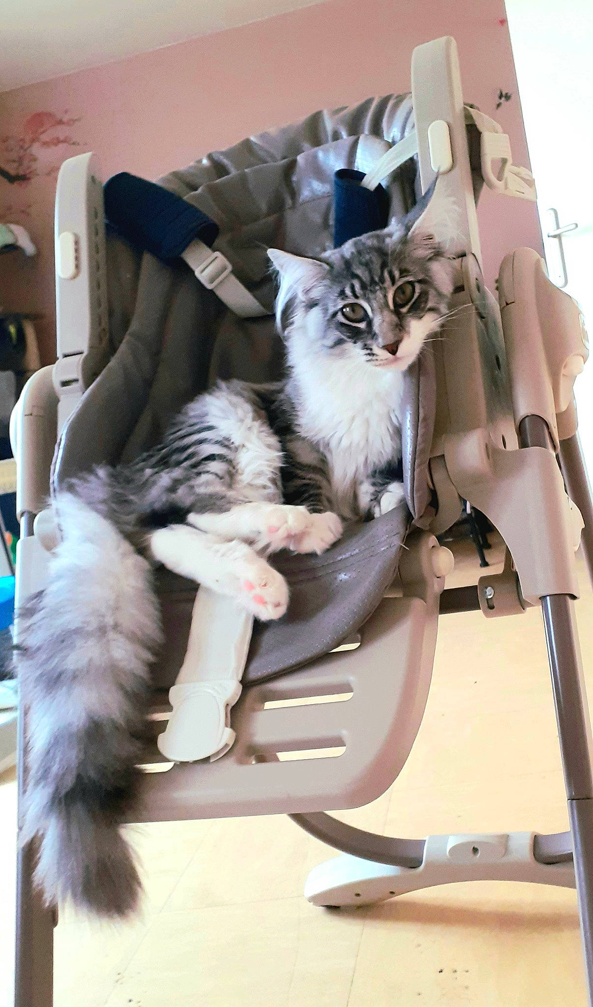 Salem participe au concours pour gagner de l'argent avec cette photo : carnivore, cat, cat_supply, chair, comfort, companion_dog, felidae, flooring, fur, room, sitting, small_to_medium_sized_cats, tail, whiskers, wood