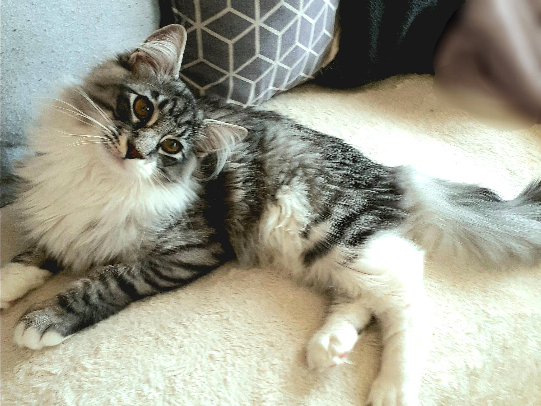 Salem participe au concours pour gagner de l'argent avec cette photo : carnivore, cat, claw, comfort, domestic_short_haired_cat, felidae, fur, maine_coon, nap, paw, small_to_medium_sized_cats, snout, tail, terrestrial_animal, whiskers