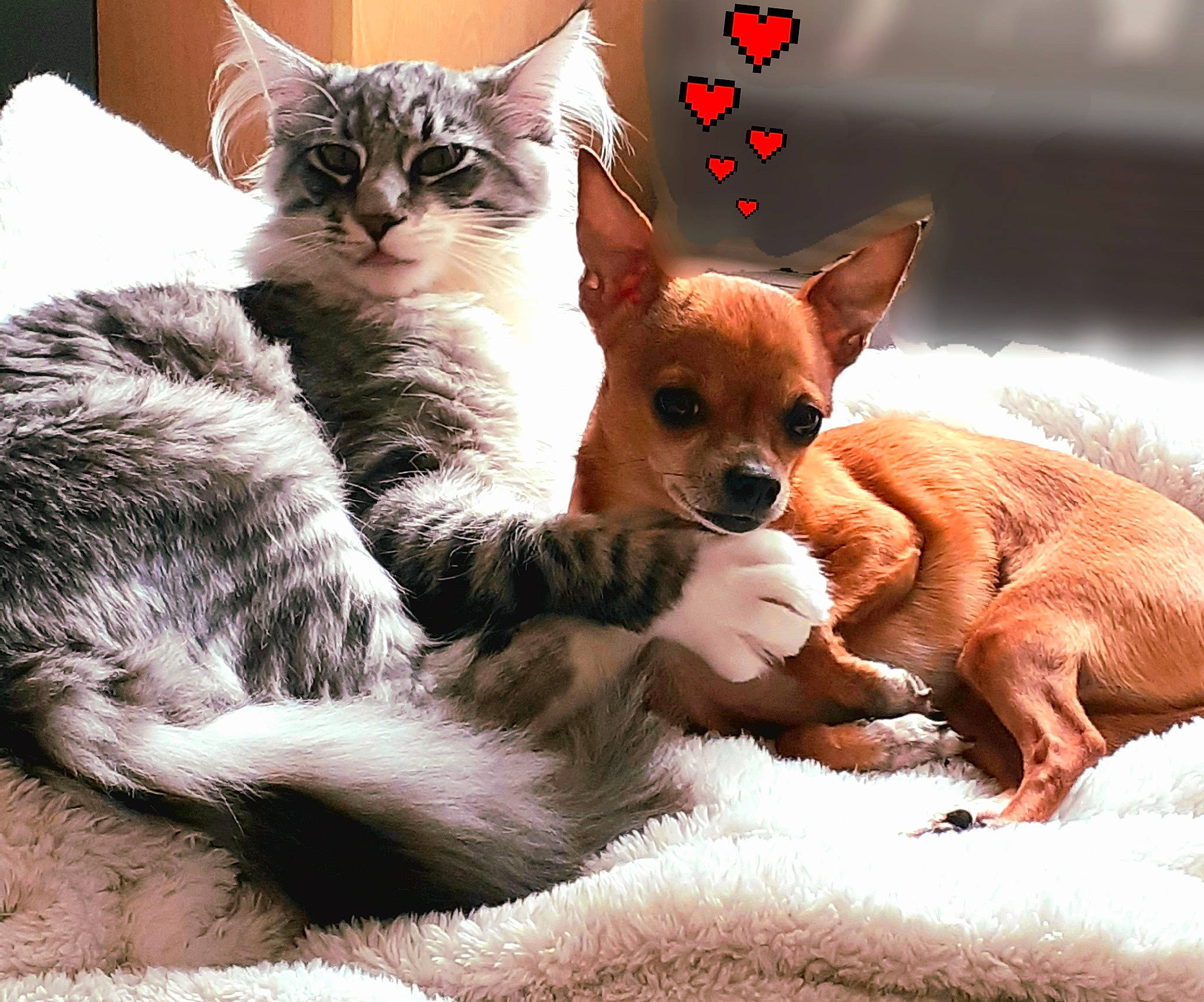 Salem participe au concours pour gagner de l'argent avec cette photo : carnivore, cat, claw, comfort, companion_dog, dog, dog_breed, domestic_short_haired_cat, fawn, felidae, fur, mammal, paw, photography, small_to_medium_sized_cats, snout, tail, terrestrial_animal, vertebrate, whiskers