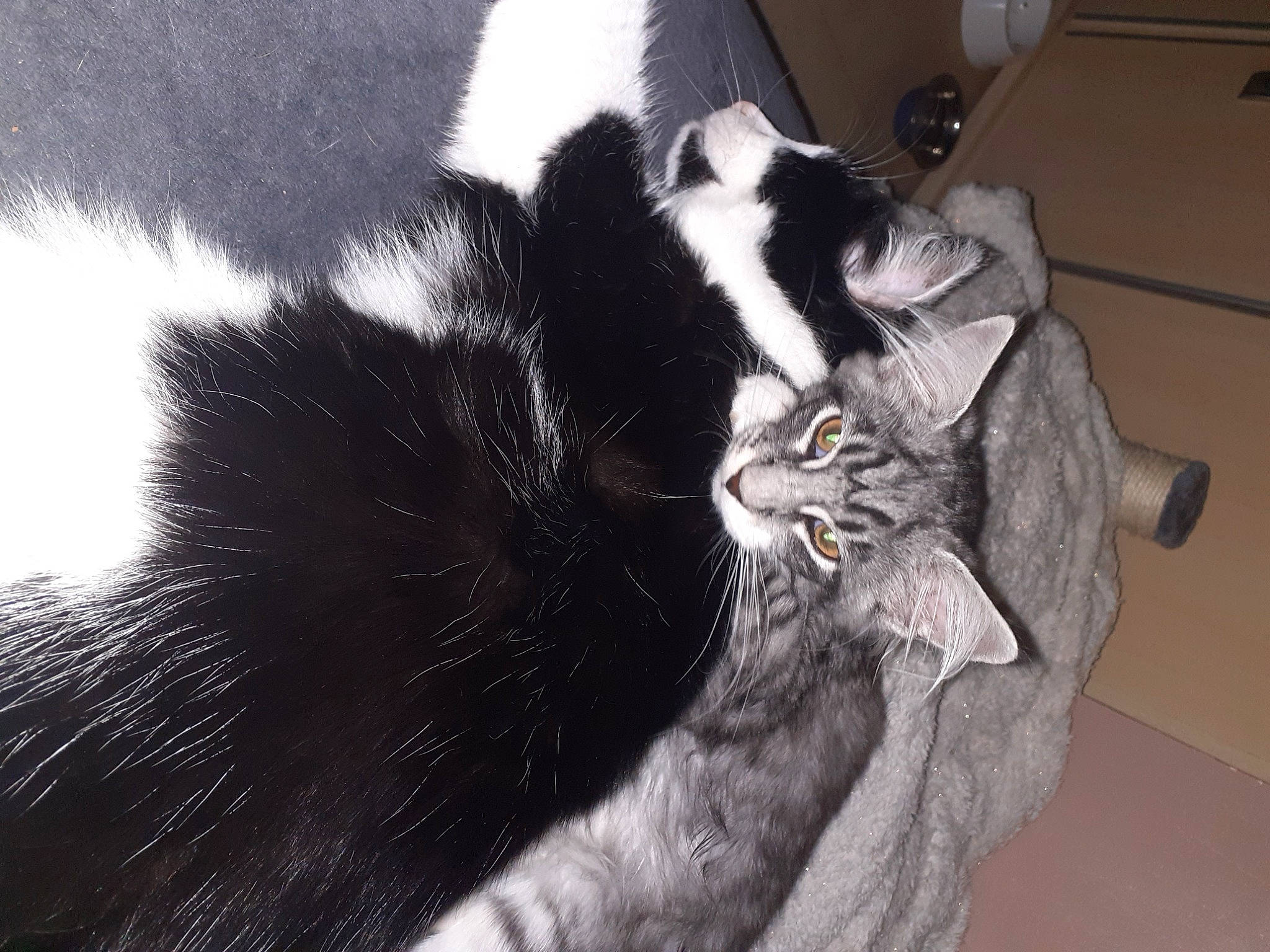 Bandit a rejoint le concours — aidez-le/la à gagner de superbes lots ! black_cat, carnivore, cat, claw, comfort, domestic_short_haired_cat, felidae, fur, grey, monochrome, monochrome_photography, paw, small_to_medium_sized_cats, snout, tail, terrestrial_animal, whiskers, window