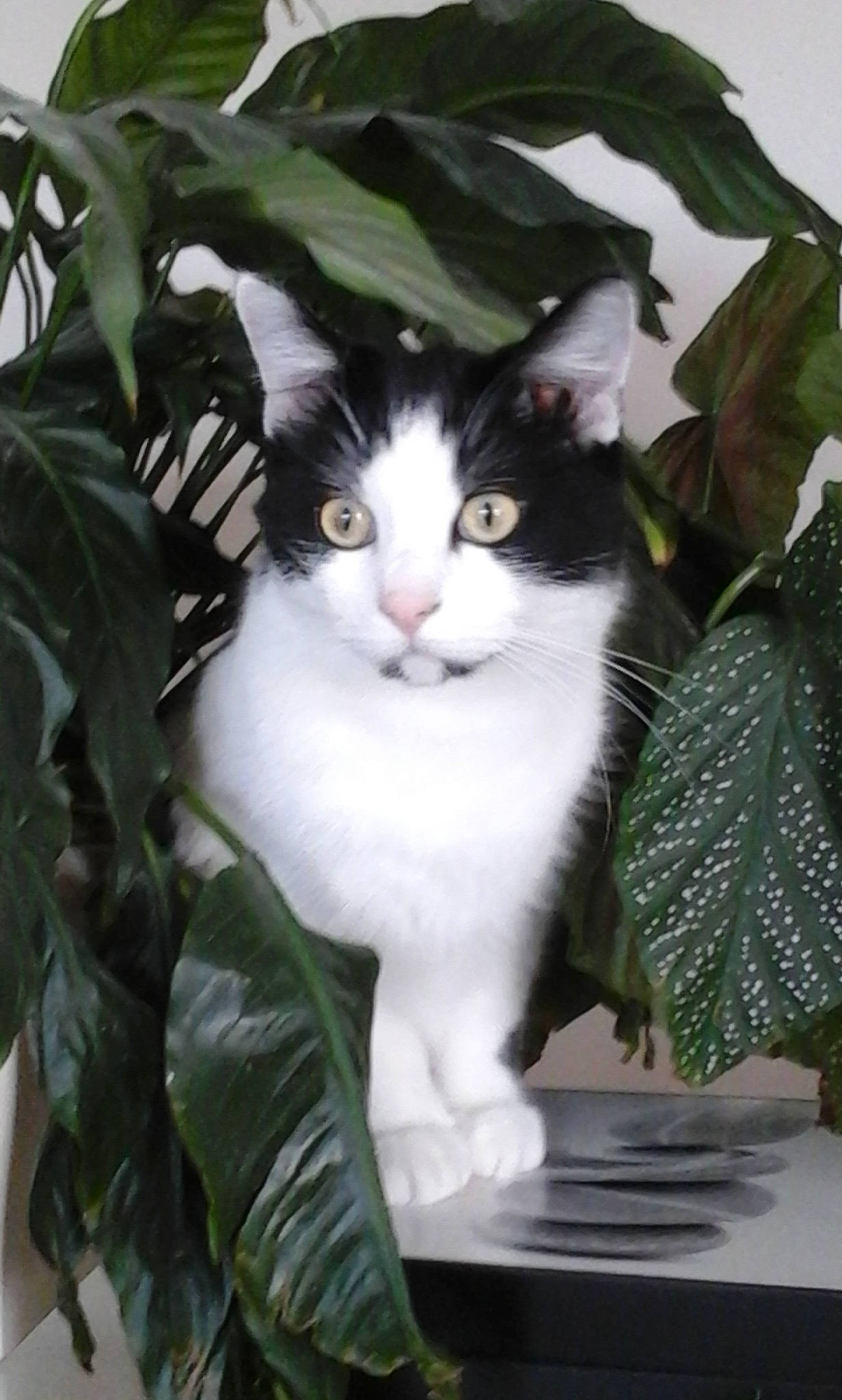 Bandit participe au concours pour gagner de l'argent avec cette photo : carnivore, cat, domestic_short_haired_cat, felidae, flowering_plant, fur, grass, herb, iris, plant, small_to_medium_sized_cats, snout, table, tail, terrestrial_animal, terrestrial_plant, tree, whiskers