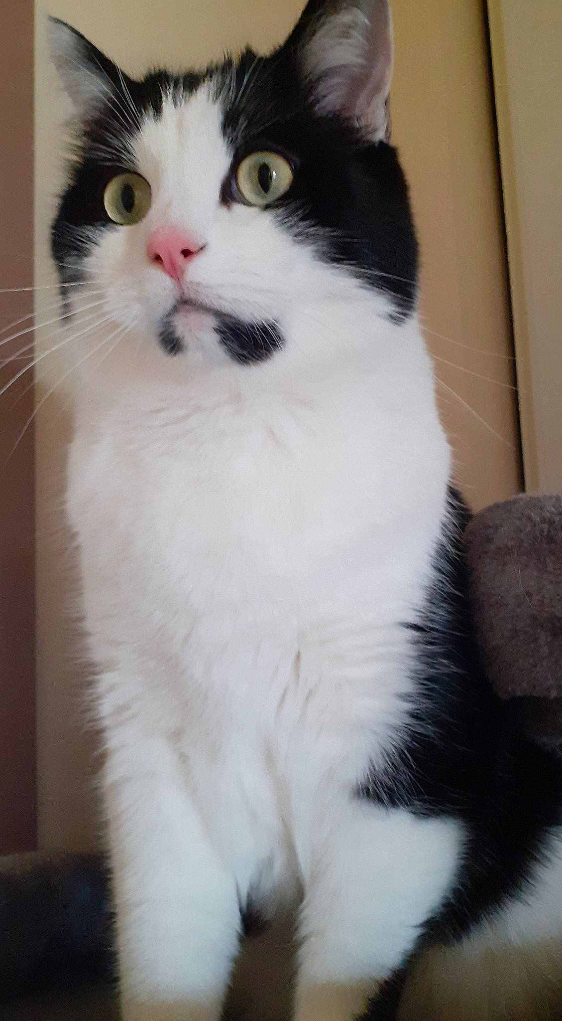 Bandit a rejoint le concours — aidez-le/la à gagner de superbes lots ! carnivore, cat, domestic_short_haired_cat, eye, felidae, fur, paw, sitting, small_to_medium_sized_cats, snout, tail, terrestrial_animal, whiskers