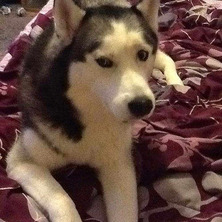 Loki