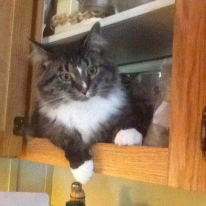 Jasper
