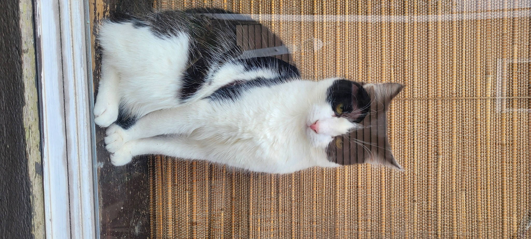 Shamu joined the competition — help win amazing prizes! carnivore, cat, cat_supply, comfort, domestic_short_haired_cat, felidae, flooring, fur, hardwood, mammal, paw, small_to_medium_sized_cats, snout, tail, terrestrial_animal, vertebrate, whiskers, wood