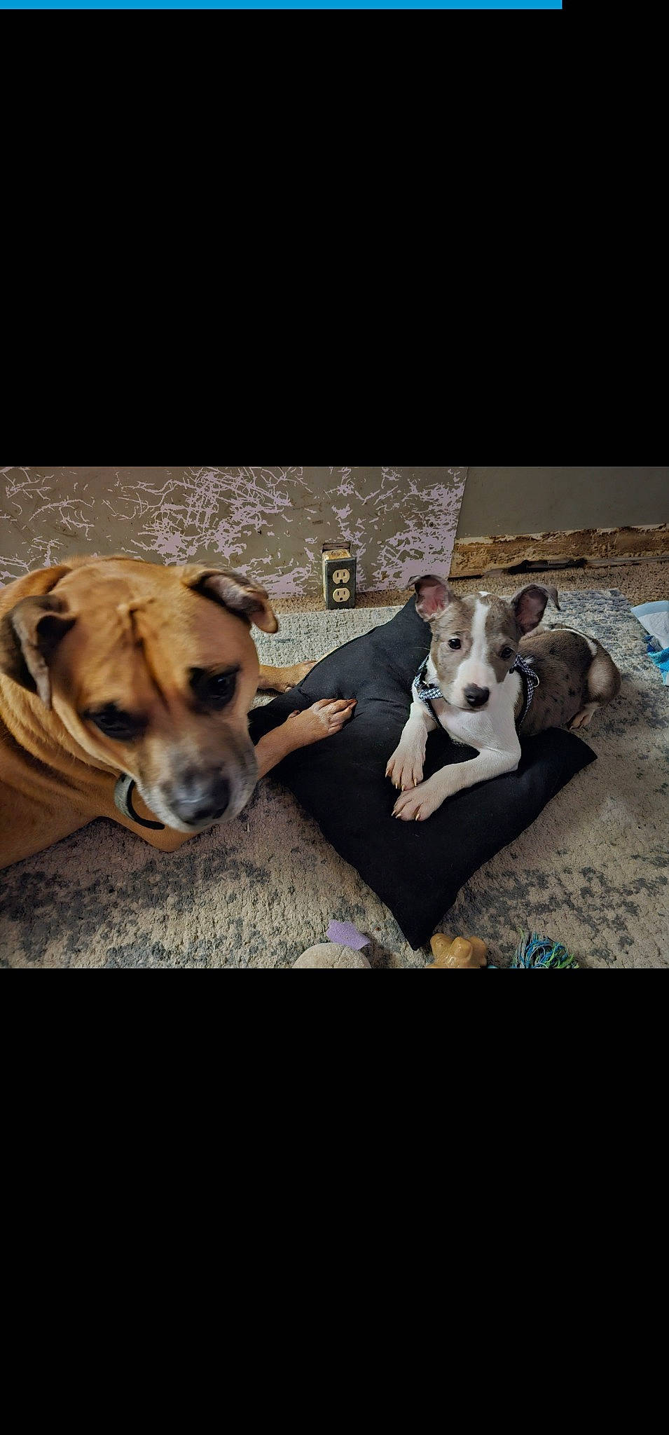 Aine is registered to the contest to win money with this photo: ancient_dog_breeds, canidae, carnivore, collar, companion_dog, dog, dog_breed, dog_collar, dog_supply, fawn, fur, non_sporting_group, paw, pet_supply, photo_caption, puppy_love, snout, sporting_group, square, working_animal