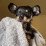 Smokey is registered to the contest to win money with this photo: puppy, dog, wet, towel, indoor, closeup, cute, small, black_and_tan, ears, eyes, fur, pet, animal, portrait, cozy, curious, wrapped, snug, bath_time