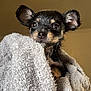 puppy, dog, wet, towel, indoor, closeup, cute, small, black_and_tan, ears, eyes, fur, pet, animal, portrait, cozy, curious, wrapped, snug, bath_time