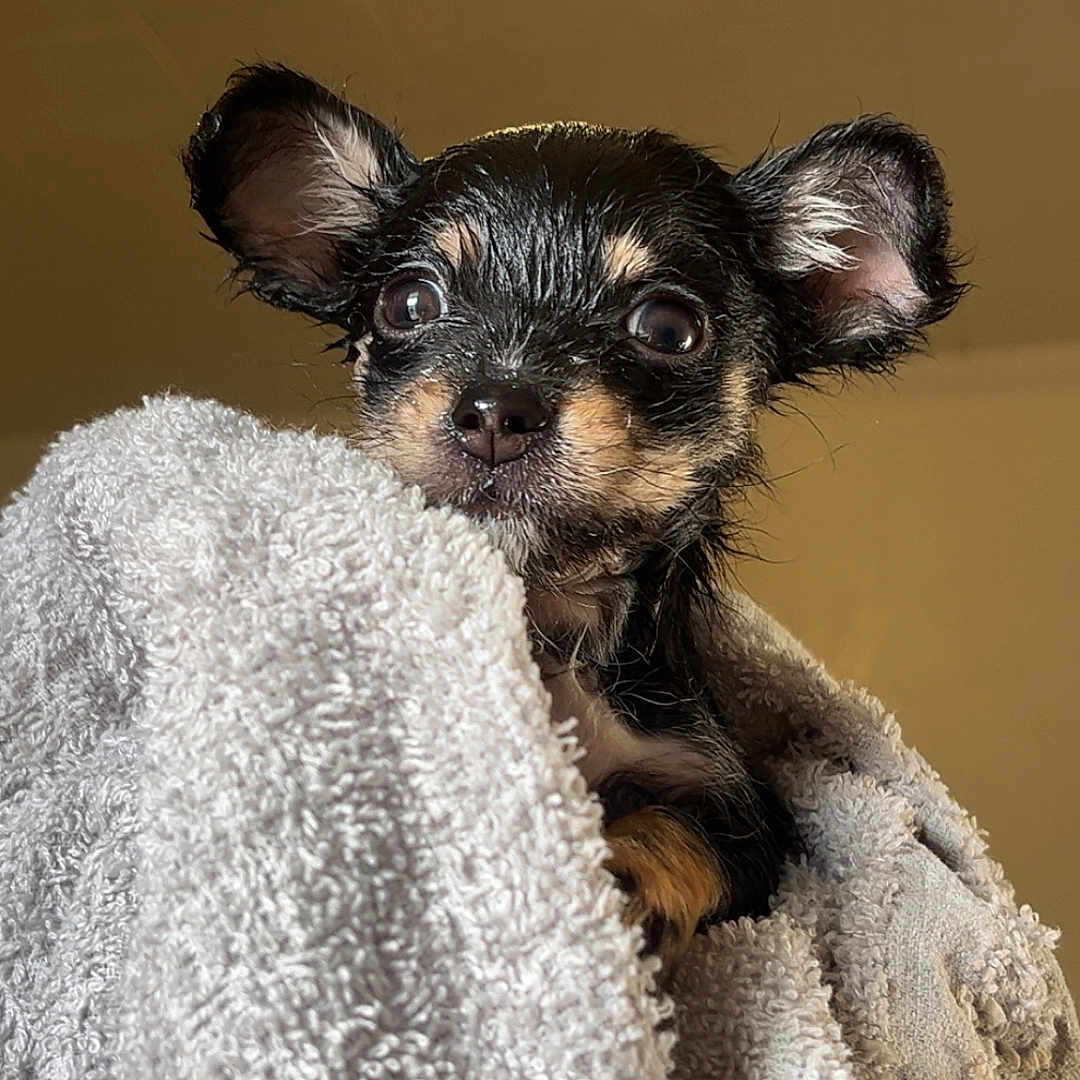 Smokey is registered to the contest to win money with this photo: animal, bath_time, black_and_tan, closeup, cozy, curious, cute, dog, ears, eyes, fur, indoor, pet, portrait, puppy, small, snug, towel, wet, wrapped