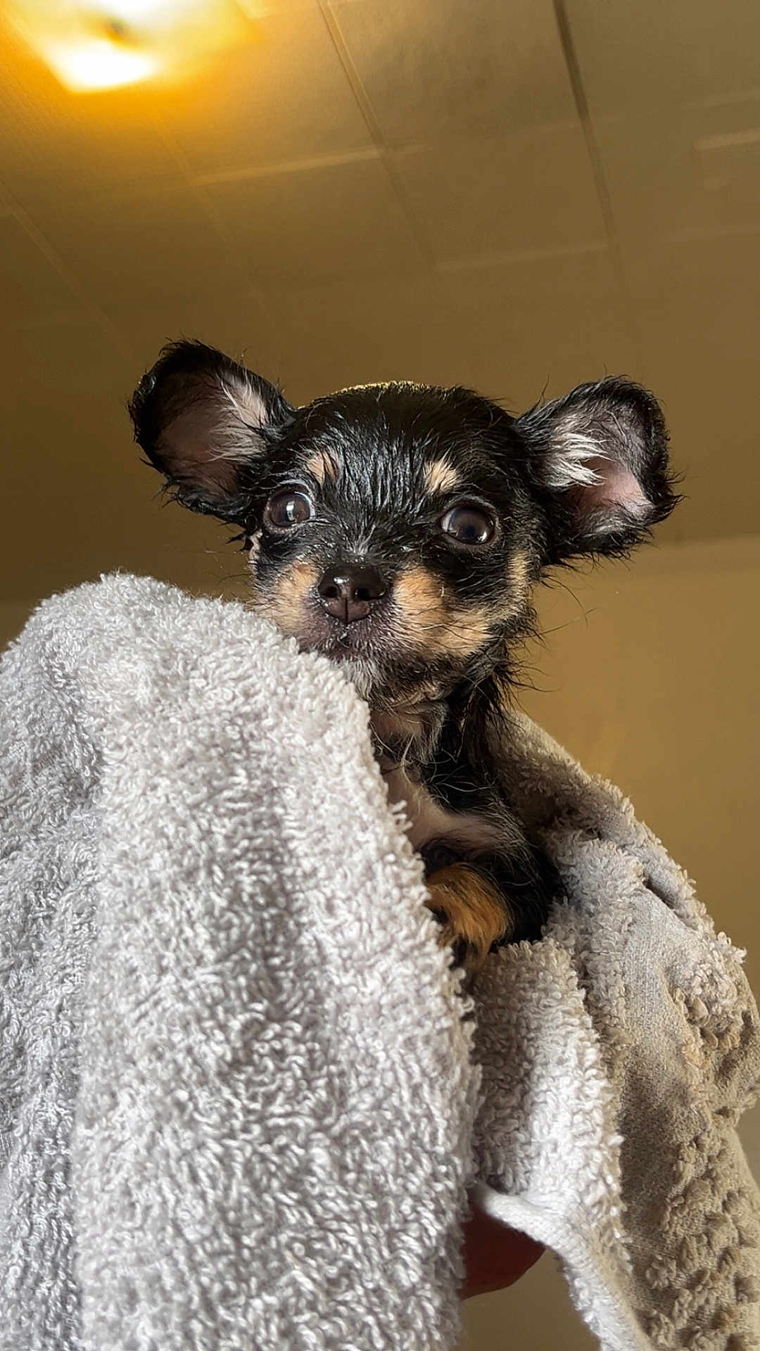 Smokey is registered to the contest to win money with this photo: puppy, dog, wet, towel, indoor, closeup, cute, small, black_and_tan, ears, eyes, fur, pet, animal, portrait, cozy, curious, wrapped, snug, bath_time