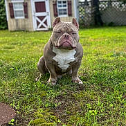 Stewie Beefcakes is registered to the contest to win money with this photo: american_bulldog, animal, brown, canine, dog, fence, grass, greenery, muscular, nature, outdoor, pet, playhouse, serious, sitting, summer, sunlight, tree, white_chest, yard