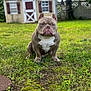 american_bulldog, animal, brown, canine, dog, fence, grass, greenery, muscular, nature, outdoor, pet, playhouse, serious, sitting, summer, sunlight, tree, white_chest, yard