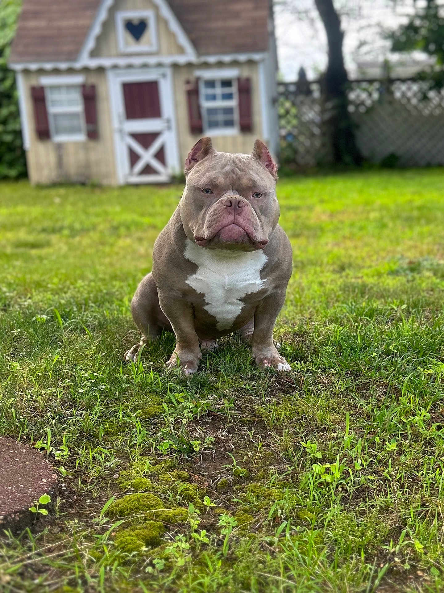 Stewie Beefcakes is registered to the contest to win money with this photo: american_bulldog, animal, brown, canine, dog, fence, grass, greenery, muscular, nature, outdoor, pet, playhouse, serious, sitting, summer, sunlight, tree, white_chest, yard