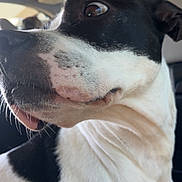 Lulu joined the competition — help win amazing prizes! dog, black_and_white, close_up, side_profile, pet, canine, fur, inside_car, car_interior, window, curious, looking_away, animal, mammal, whiskers, snout, ears, seat, portrait, daylight