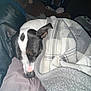 Lulu is registered to the contest to win money with this photo: dog, sleeping, blanket, bed, cozy, indoor, resting, black_and_white, soft_texture, pillow, fur, ears, napping, peaceful, comfort, home, relaxation, animal, canine, quiet