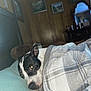 Lulu is registered to the contest to win money with this photo: dog, blanket, bed, indoor, wood_paneling, plaid, resting, pet, cozy, sleepy, canine, furniture, mirror, painting, comfort, domestic, animal, portrait, relaxation, room