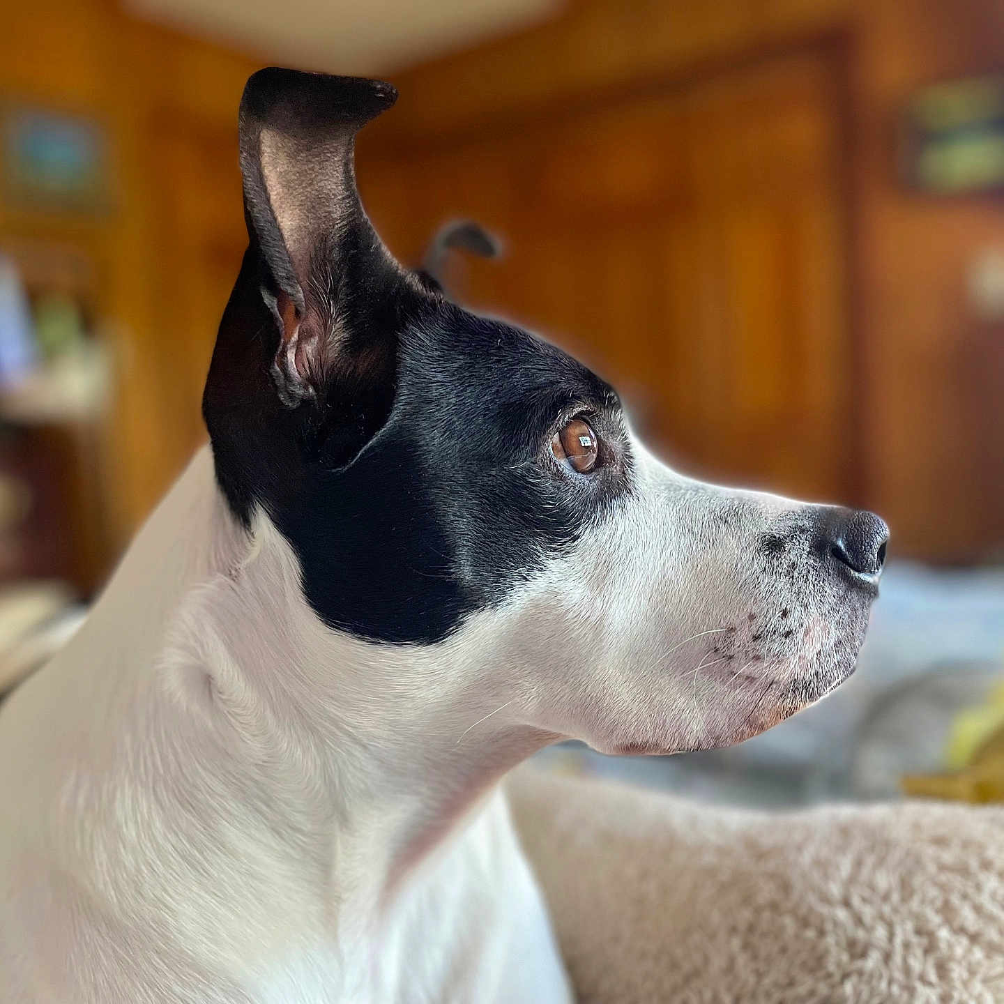 Lulu joined the competition — help win amazing prizes! animal, black_and_white, blanket, brown_eyes, calm, close_up, companion, cozy, dog, domestic, ears, focused, furry, indoor, pet, portrait, profile, snout, soft_light, wooden_background
