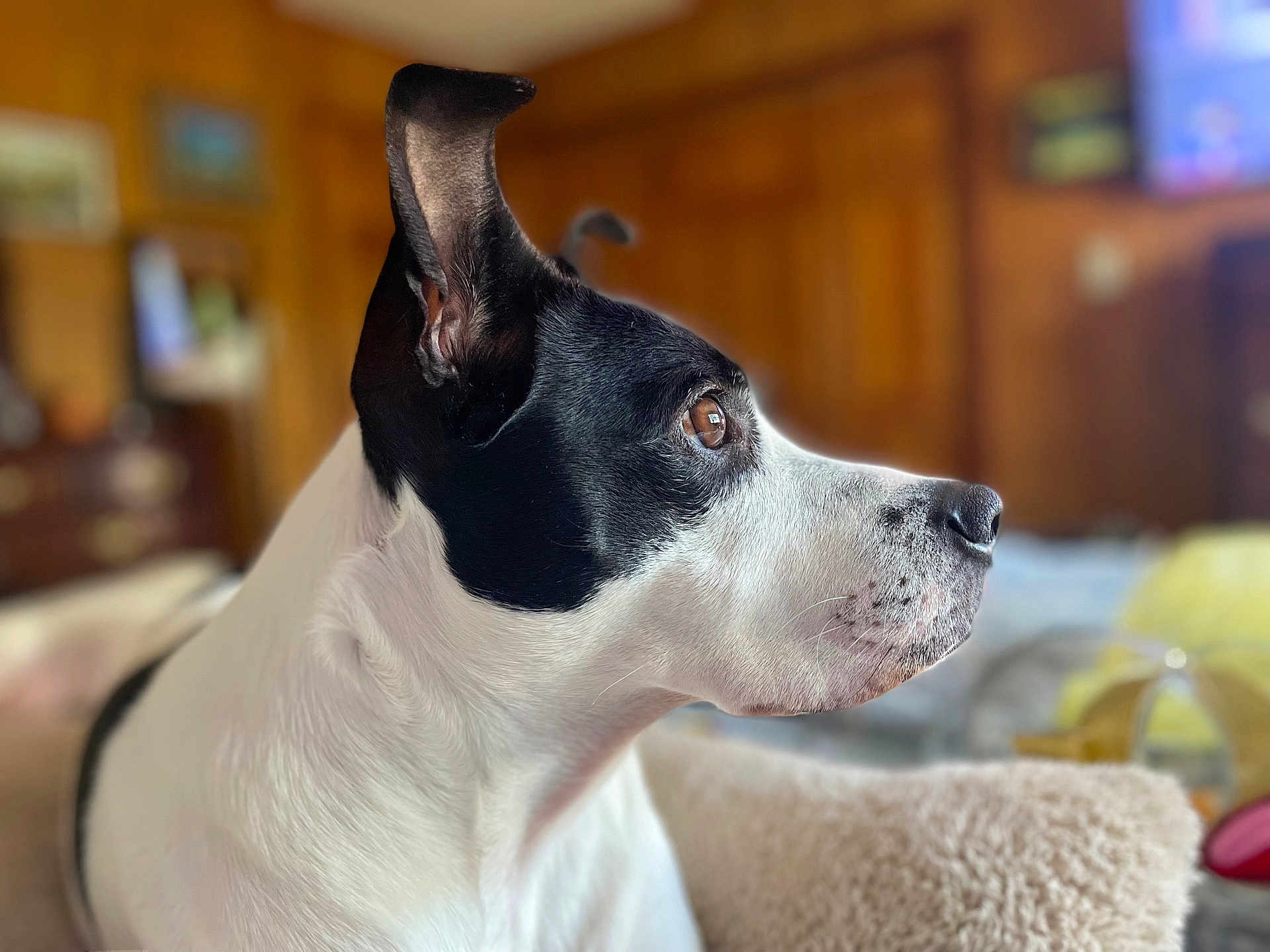 Lulu joined the competition — help win amazing prizes! dog, black_and_white, pet, indoor, close_up, profile, brown_eyes, cozy, blanket, furry, animal, domestic, portrait, focused, calm, wooden_background, soft_light, ears, snout, companion