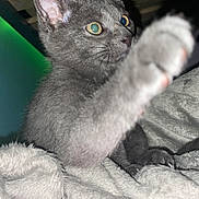 Mouse is registered to the contest to win money with this photo: kitten, cat, paw, gray_fur, blanket, indoor, curious, pet, feline, closeup, whiskers, claw, soft_texture, cozy, bed, animal, young, playful, furniture, room