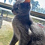 Mouse is registered to the contest to win money with this photo: cat, gray_cat, window, sunlight, indoor, pet, animal, feline, sitting, side_profile, outdoor_view, trees, daylight, fur, whiskers, ears, looking_out, domestic_cat, screen, relaxing