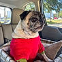 Gracie is registered to the contest to win money with this photo: pug, dog, pet, car, car_seat, red_sweater, animal_clothing, window, sunlight, fur, wrinkles, cushion, seat, domestic_animal, looking_out, daylight, vehicle_interior, trees, parked_cars, side_view