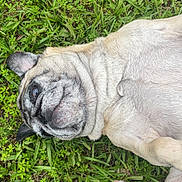 Gracie is registered to the contest to win money with this photo: dog, pug, grass, laying_down, pet, cute, outdoor, animal, mammal, fur, paw, relaxed, nature, tongue_out, small_dog, face, snout, ears, playful, companion