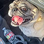 Gracie is registered to the contest to win money with this photo: dog, pug, tongue_out, car_interior, water_bottle, cup_holder, pet, close_up, happy, animal, seat, floor_mat, light, shadow, vehicle, compartment, mouth_open, eyes_wide, fur, canine