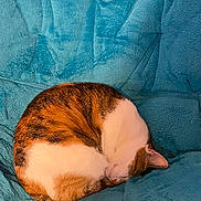 Rabbit is registered to the contest to win money with this photo: cat, sleeping, curled_up, feline, pet, fur, tabby, white, brown, orange, blue_blanket, cozy, resting, indoor, cute, animal, mammal, soft_texture, relaxing, peaceful