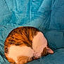cat, sleeping, curled_up, feline, pet, fur, tabby, white, brown, orange, blue_blanket, cozy, resting, indoor, cute, animal, mammal, soft_texture, relaxing, peaceful