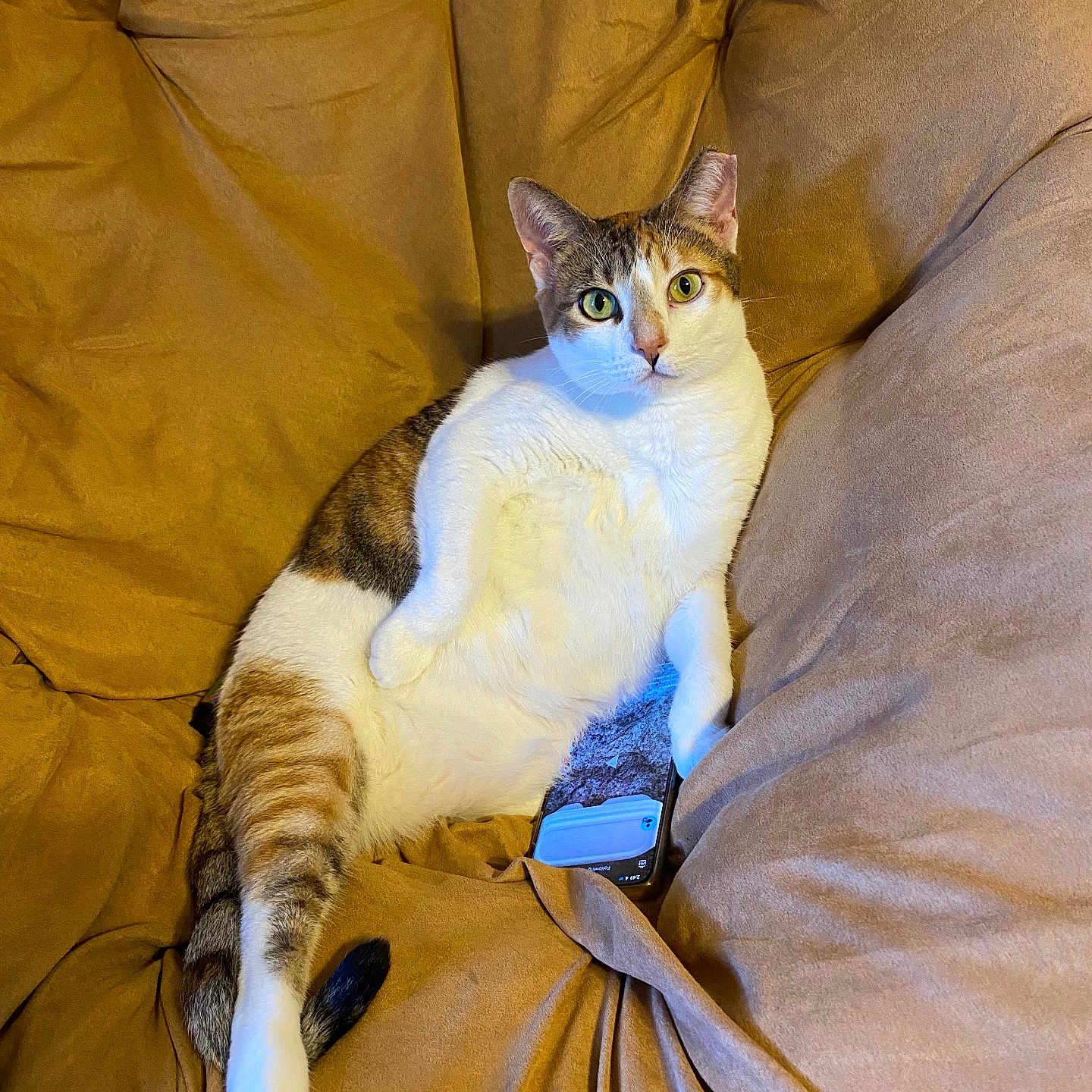 Rabbit joined the competition — help win amazing prizes! animal, brown, cat, closeup, couch, cozy, curious, feline, fur, indoor, leisure, looking, paw, pet, portrait, relaxed, sitting, smartphone, tabby, white