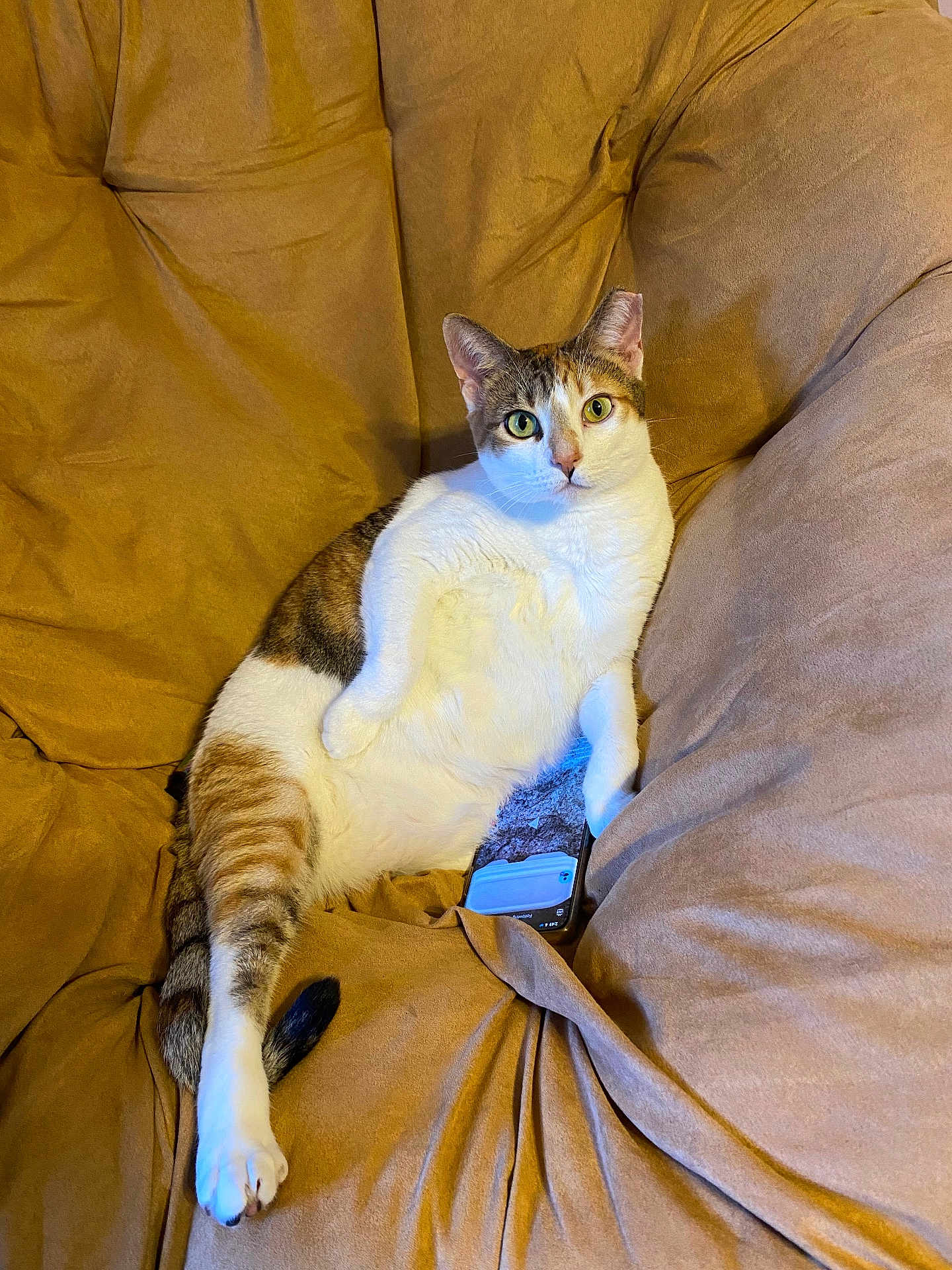 Rabbit joined the competition — help win amazing prizes! cat, couch, smartphone, fur, relaxed, indoor, brown, white, tabby, pet, animal, leisure, closeup, portrait, cozy, feline, looking, sitting, paw, curious