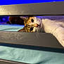 Rabbit is registered to the contest to win money with this photo: cat, bed, paw, wooden_frame, blue_light, blue_bedspread, curious, pet, indoor, feline, stretching, relaxed, whiskers, fur, animal, closeup, horizontal, sleepy, comfortable, resting
