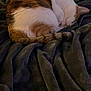 Rabbit is registered to the contest to win money with this photo: cat, sleeping, curled_up, blanket, fur, pet, domestic_animal, resting, cozy, indoor, comfort, tail, striped, white, brown, tabby, soft_texture, relaxation, warm, quiet