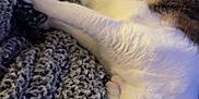 Rabbit is registered to the contest to win money with this photo: cat, sleeping, blanket, cozy, fur, pet, indoor, relaxed, curled_up, white, brown, tabby, texture, soft, resting, animal, comfort, home, nap, feline