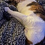 cat, sleeping, blanket, cozy, fur, pet, indoor, relaxed, curled_up, white, brown, tabby, texture, soft, resting, animal, comfort, home, nap, feline