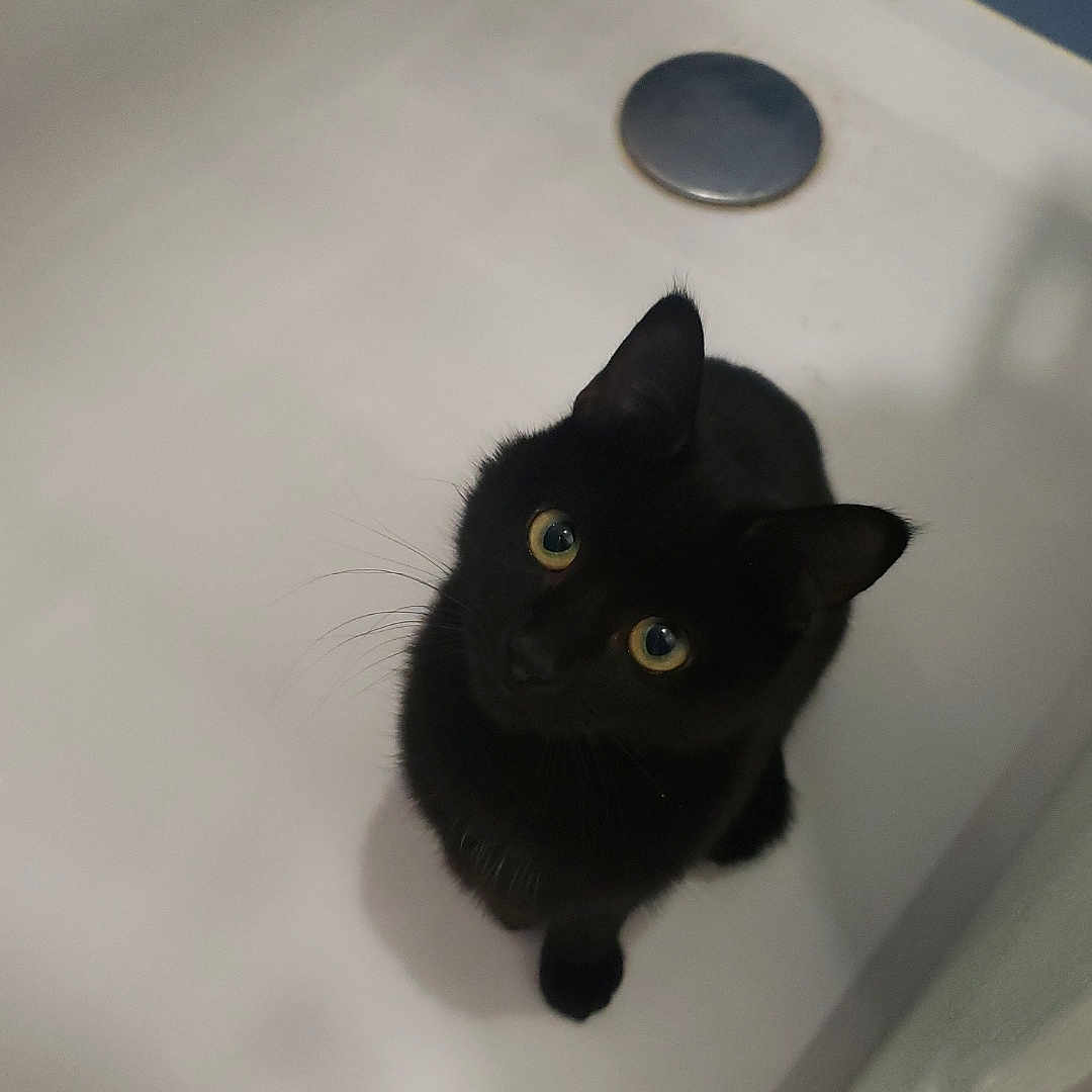 Pépita a rejoint le concours — aidez-le/la à gagner de superbes lots ! abyssinian, animal, bathing, bathroom, bathtub, blackcat, cat, hockey, icehockey, icehockeypuck, indoors, kitten, manx, person, pet, rink, room, skating, sport, tub