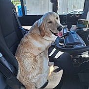 Vaiko participe au concours pour gagner de l'argent avec cette photo : animal, black_seat, canine, car, dashboard, daylight, dog, driver_seat, golden_retriever, happy, interior, pet, seat, smiling, steering_wheel, sunlight, tongue_out, transportation, vehicle, window