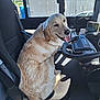 animal, black_seat, canine, car, dashboard, daylight, dog, driver_seat, golden_retriever, happy, interior, pet, seat, smiling, steering_wheel, sunlight, tongue_out, transportation, vehicle, window