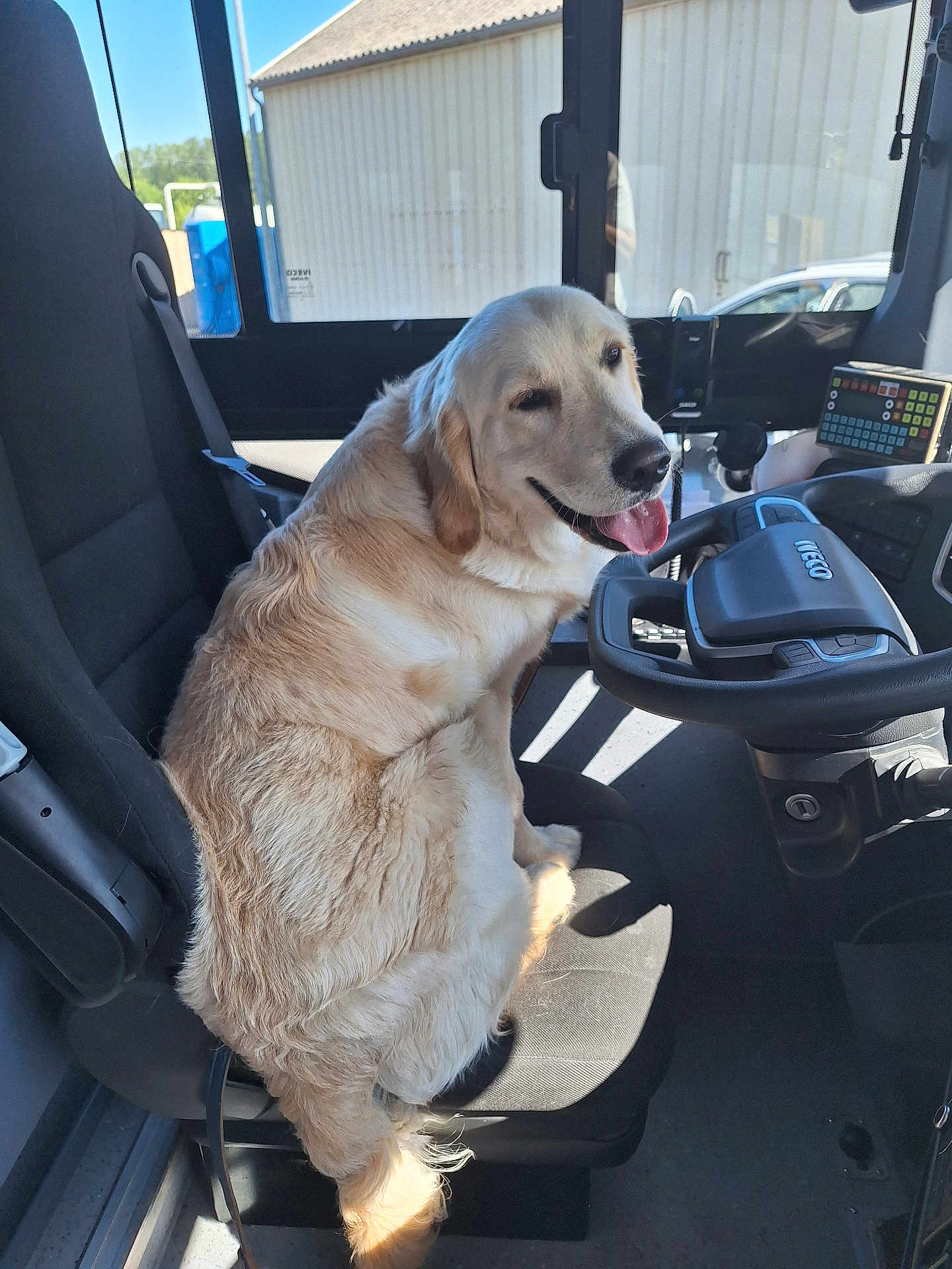 Vaiko participe au concours pour gagner de l'argent avec cette photo : animal, black_seat, canine, car, dashboard, daylight, dog, driver_seat, golden_retriever, happy, interior, pet, seat, smiling, steering_wheel, sunlight, tongue_out, transportation, vehicle, window