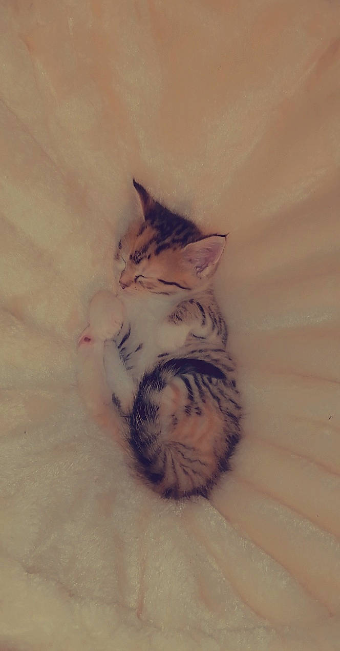 Quenn participe au concours pour gagner de l'argent avec cette photo : aegean_cat, american_shorthair, carnivore, cat, domestic_short_haired_cat, european_shorthair, fawn, felidae, fur, kitten, maine_coon, munchkin, norwegian_forest_cat, ojos_azules, paw, polydactyl_cat, small_to_medium_sized_cats, tabby_cat, tail, whiskers