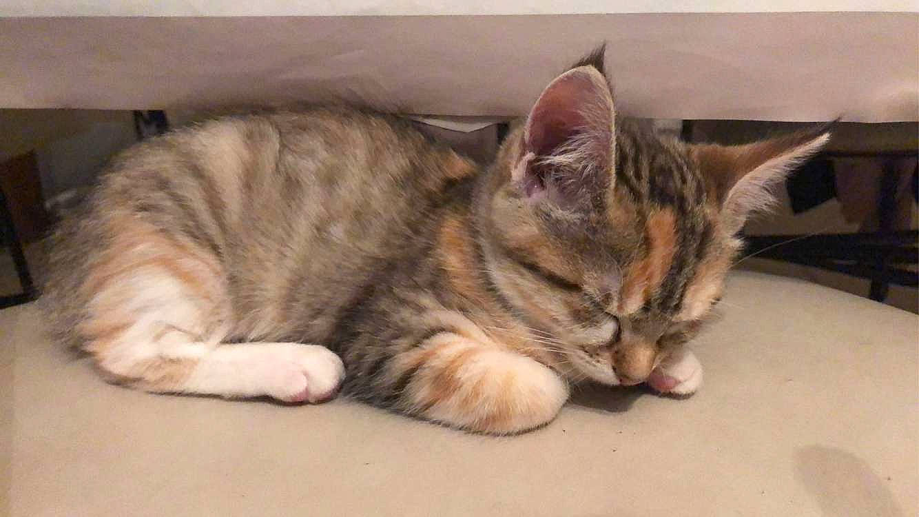 Quenn participe au concours pour gagner de l'argent avec cette photo : american_shorthair, arabian_mau, asian, australian_mist, california_spangled, carnivore, cat, domestic_short_haired_cat, dragon_li, european_shorthair, felidae, kitten, mammal, nap, pixie_bob, small_to_medium_sized_cats, snout, tabby_cat, vertebrate, whiskers