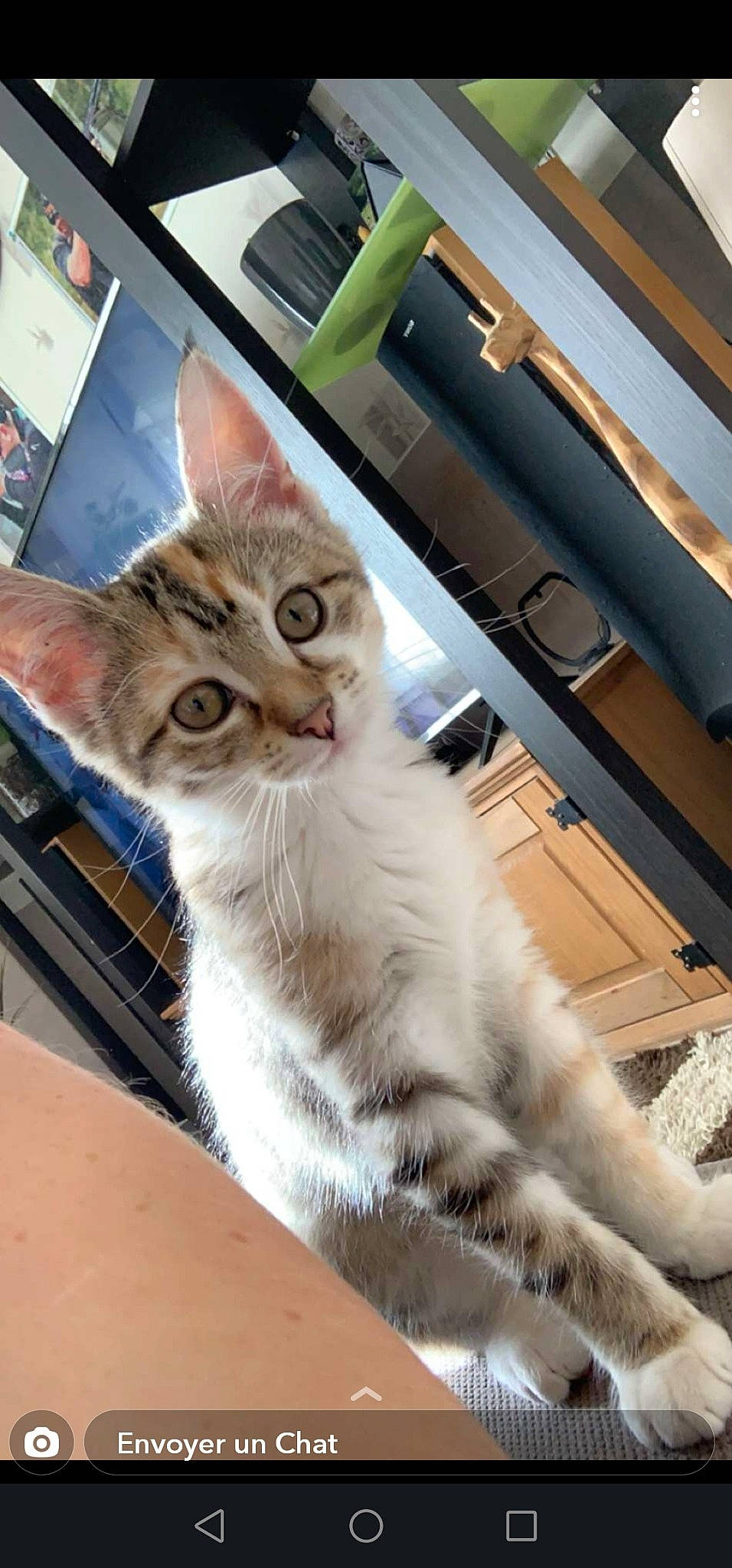 Quenn a rejoint le concours — aidez-le/la à gagner de superbes lots ! aegean_cat, american_wirehair, asian, carnivore, cat, domestic_short_haired_cat, european_shorthair, fawn, felidae, kitten, mammal, ojos_azules, small_to_medium_sized_cats, whiskers