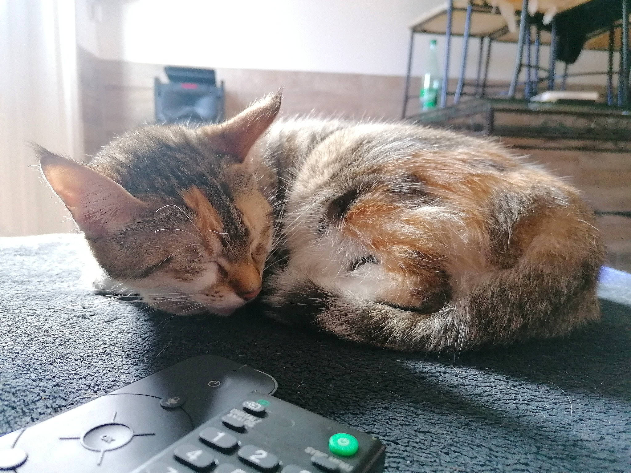 Queen a rejoint le concours — aidez-le/la à gagner de superbes lots ! carnivore, cat, claw, comfort, computer_hardware, computer_keyboard, domestic_short_haired_cat, felidae, flooring, fur, gadget, input_device, mouse, office_equipment, paw, peripheral, remote_control, small_to_medium_sized_cats, tail, whiskers