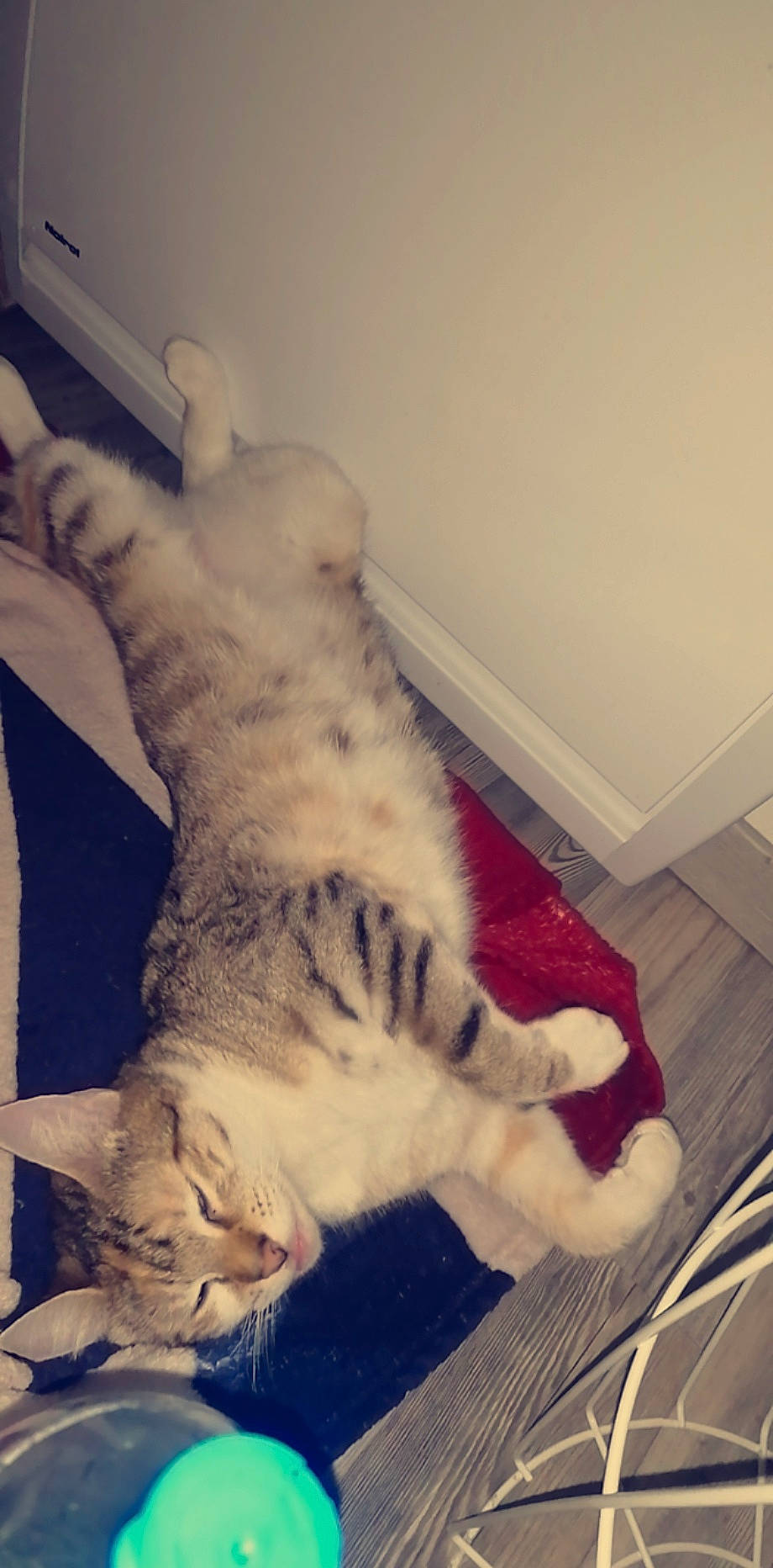 Queen a rejoint le concours — aidez-le/la à gagner de superbes lots ! carnivore, cat, claw, comfort, computer_keyboard, domestic_short_haired_cat, eye, felidae, flooring, foot, fur, head, human_leg, mammal, metal, paw, small_to_medium_sized_cats, snout, tail, whiskers